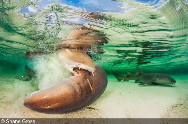 Conservation Photography with Shane Gross