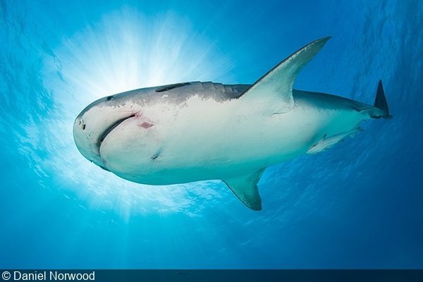 Shark Attacks Could Be on the Rise Due to Selfie-Taking Tourists