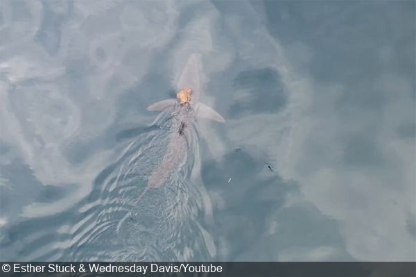 Rare Footage of Octopus Riding a Shark