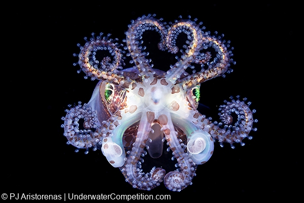ADEX 2025 Voice of the Ocean Photo+Video+Art Competition Winners Announced