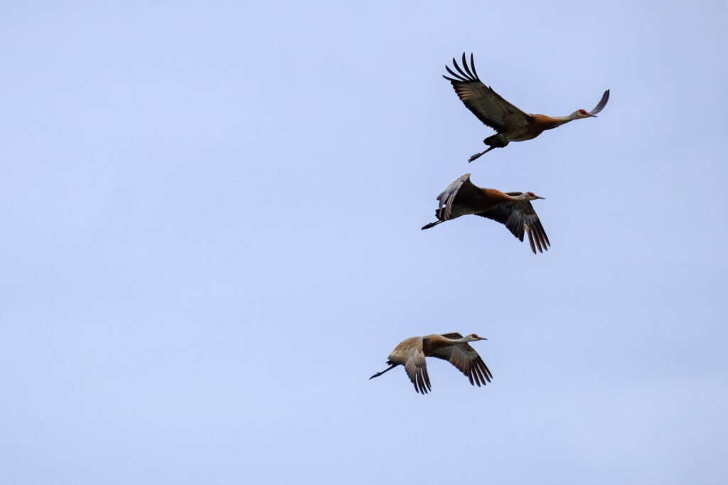 Read Student Testimonials for My Fujifilm Autofocus Course