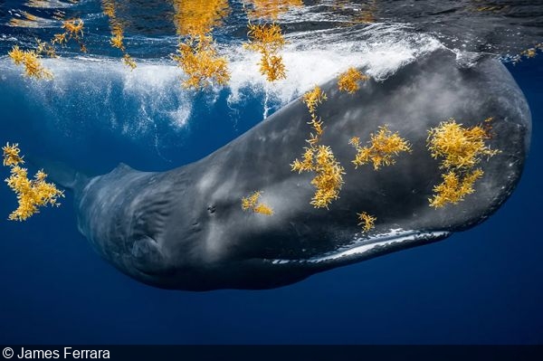 The Nature Photography Contest Announces 2024 Winners