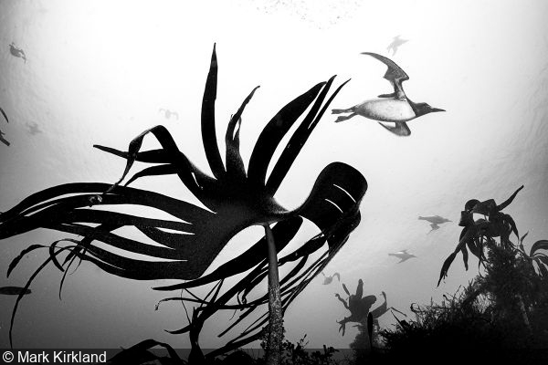 British Wildlife Photography Awards 2025 Winners Announced