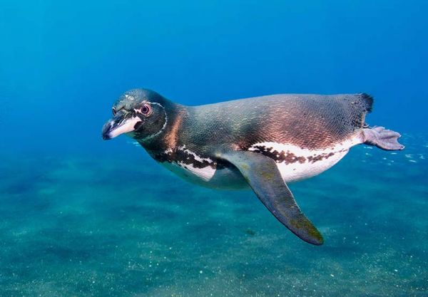 Aquarium Builds Retirement Community for Penguins