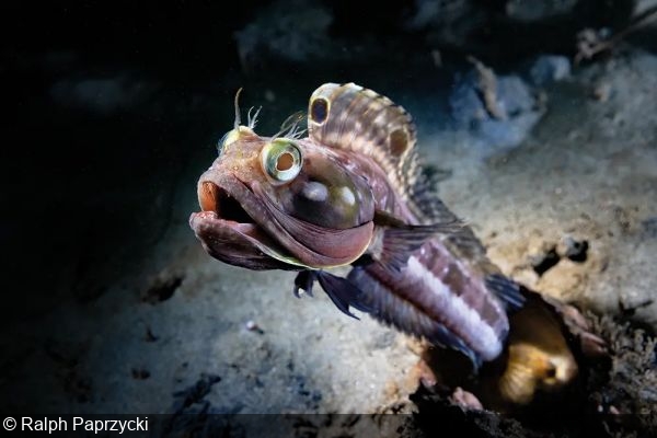 Winners of DIVE Magazine’s Big Shot Portraits Photo Competition