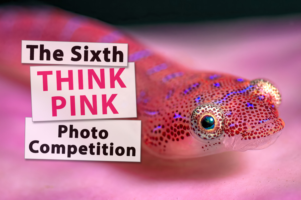Think Pink Photo Competition: Last Chance to Enter