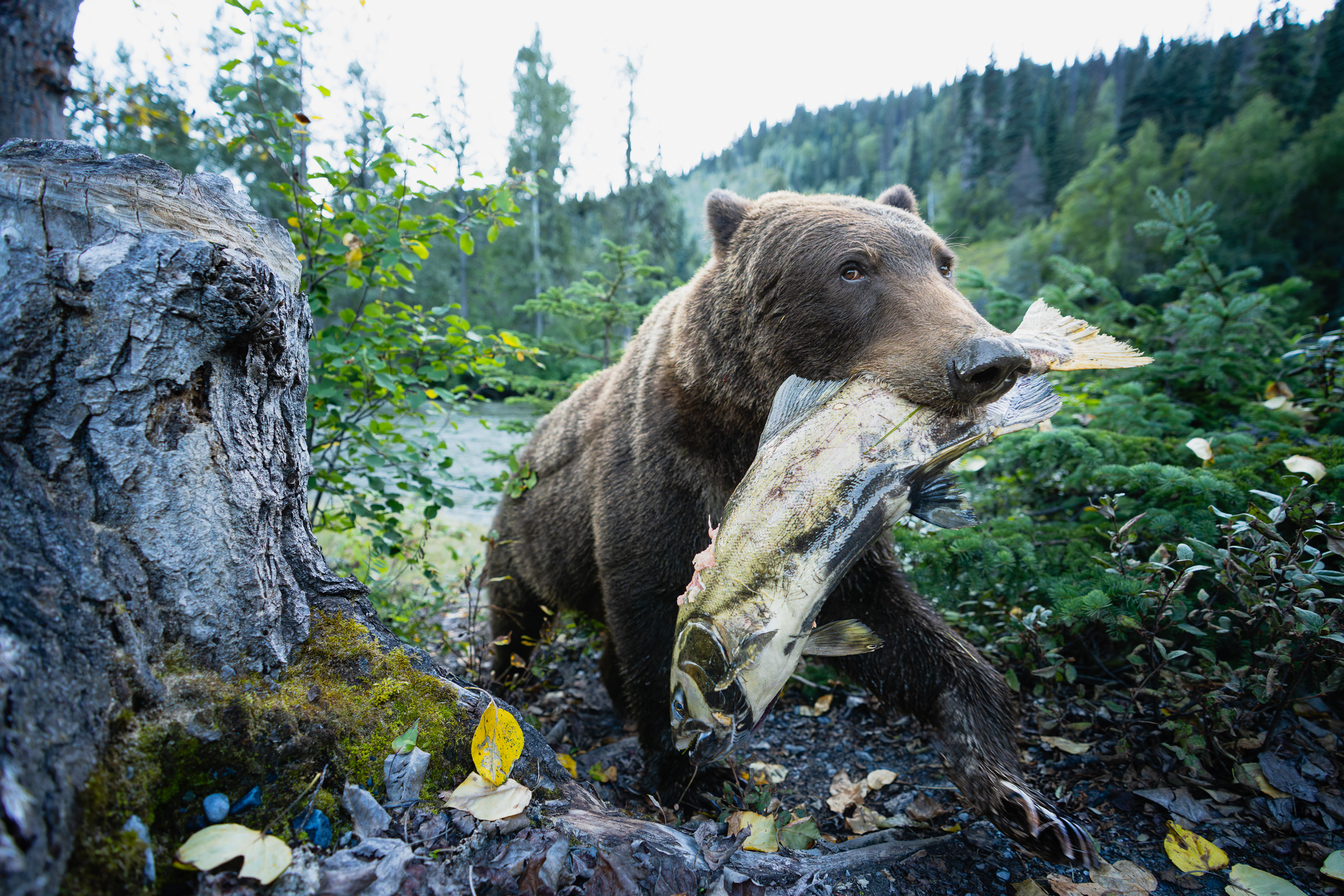 The Golden Merganser: About the Image