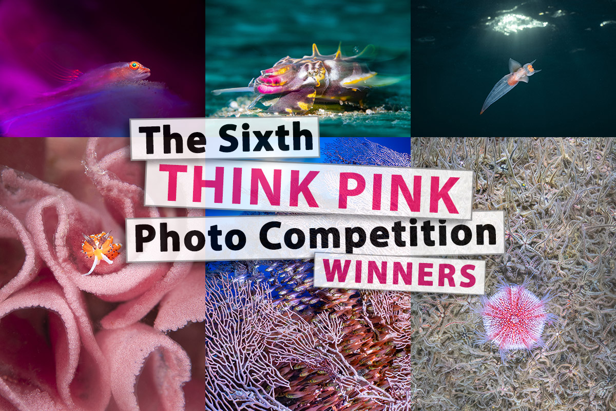 Announcing the Winners of the Sixth Think Pink Photo Competition