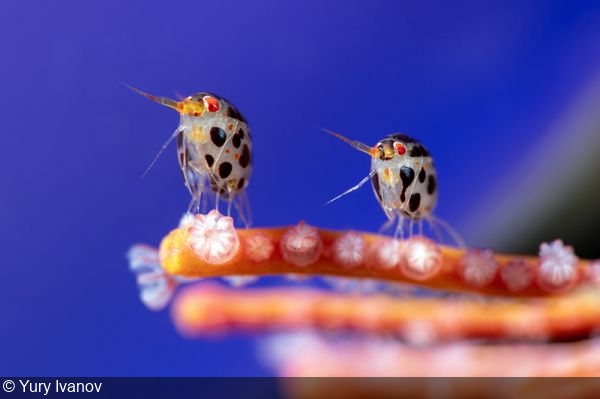 Ocean Photographer of the Year 2025 Winners Unveiled