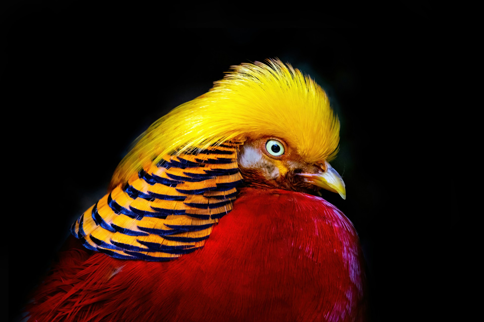 23 Striking Bird Photographs That Were Shot With A Good Understanding Of Light