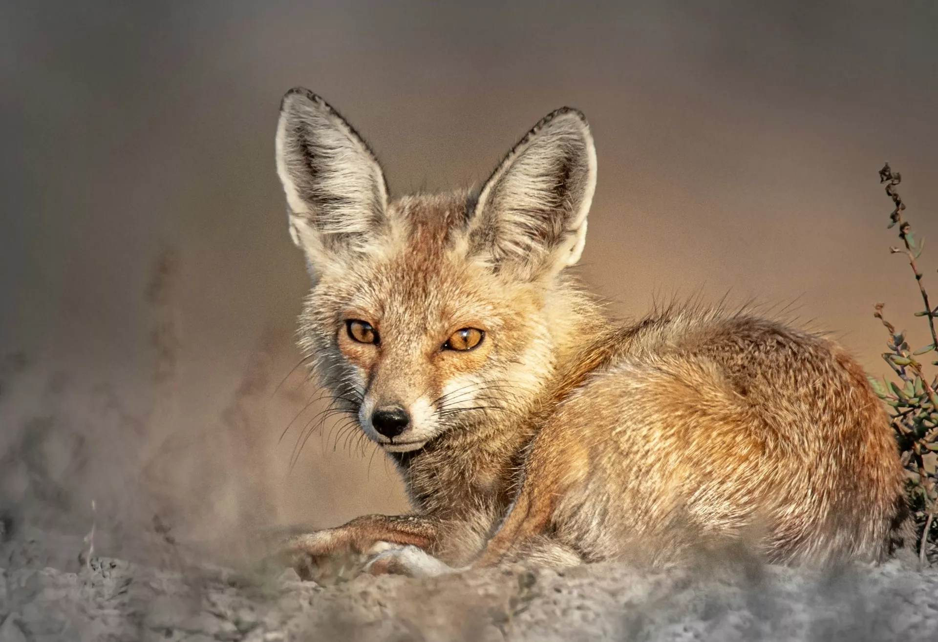 Wildlife Portraits That were Captured Under Wonderful Side Lit Conditions
