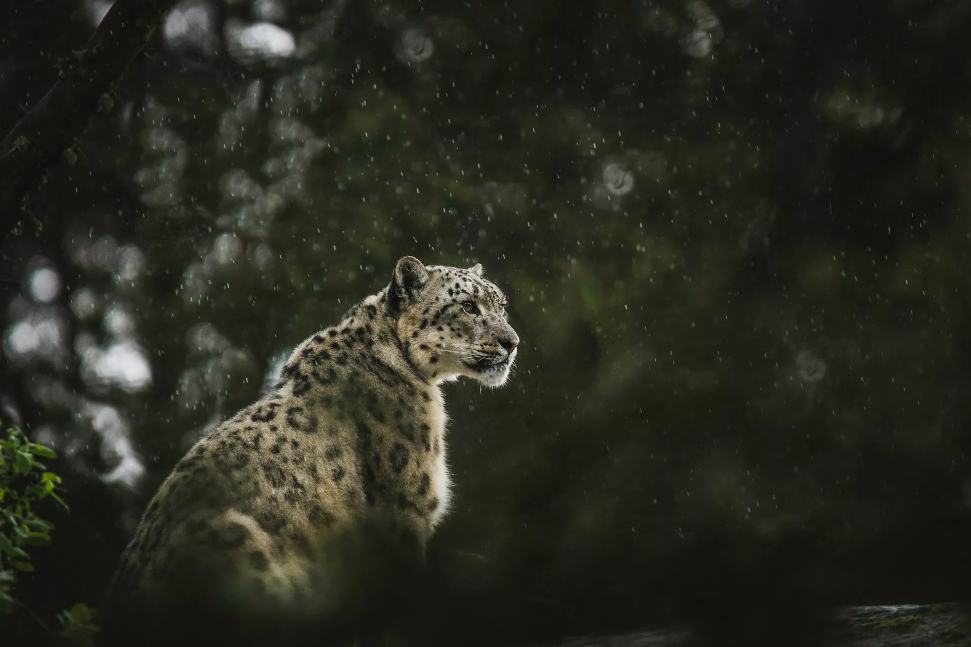 Check Out These Tutorials To Add Magic To Your Wildlife Photography