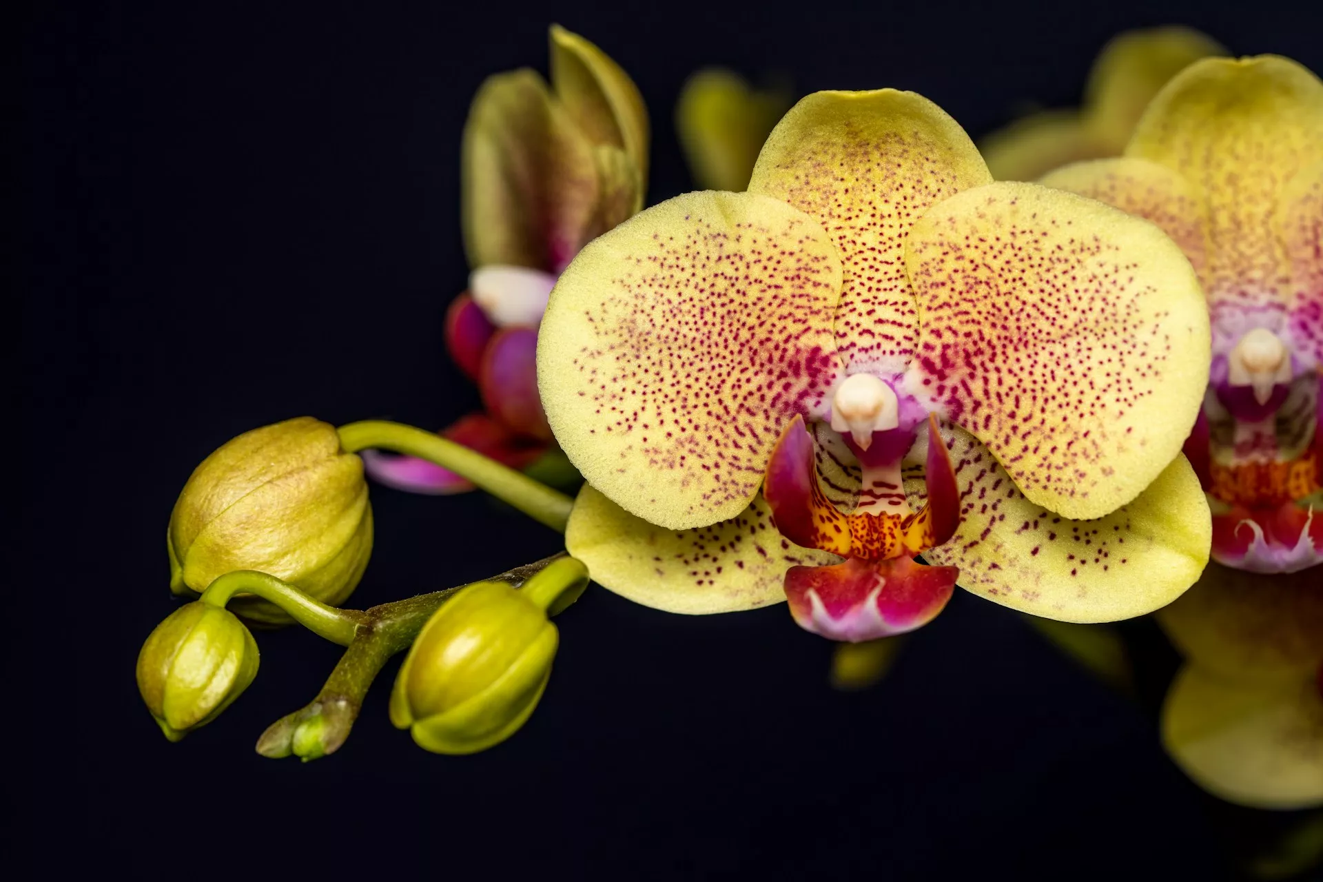 21 Beautifully Composed Photographs Of Flowers